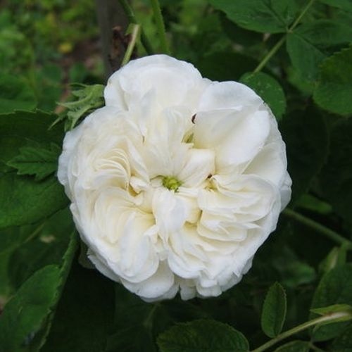 Biały  - Róże pienne - z kwiatami róży angielskiej - korona krzaczasta